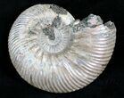 Gorgeous Quenstedticeras Ammonite Fossil #28035-3